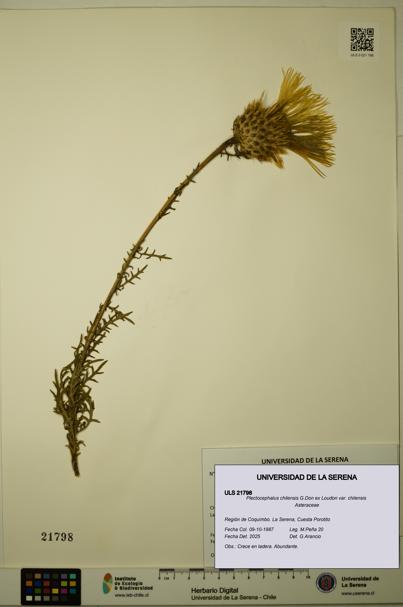Plectocephalus chilensis var. chilensis [Espécimen: ULS:ULS:0021798]