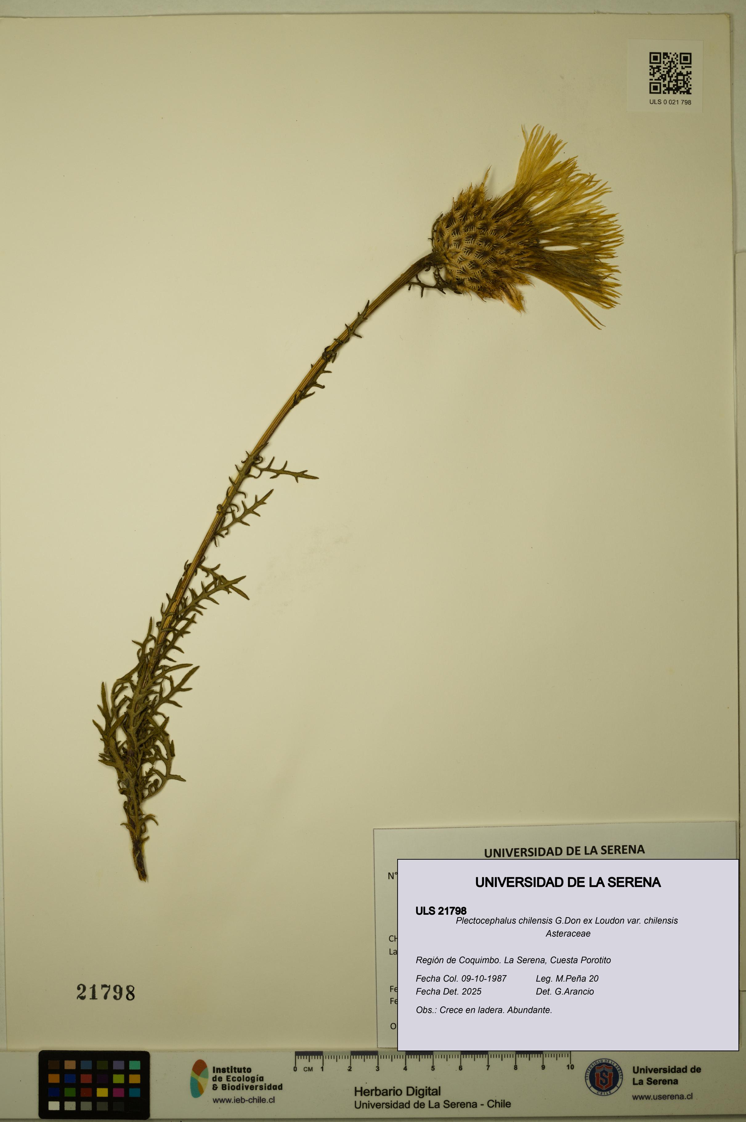Plectocephalus chilensis var. chilensis [Espécimen: ULS:ULS:0021798]