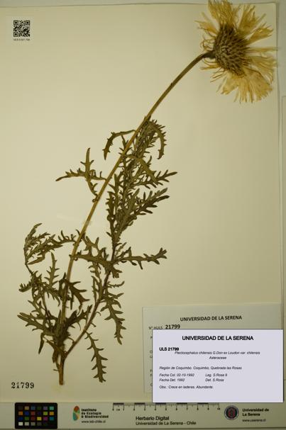 Plectocephalus chilensis var. chilensis [Espécimen: ULS:ULS:0021799]