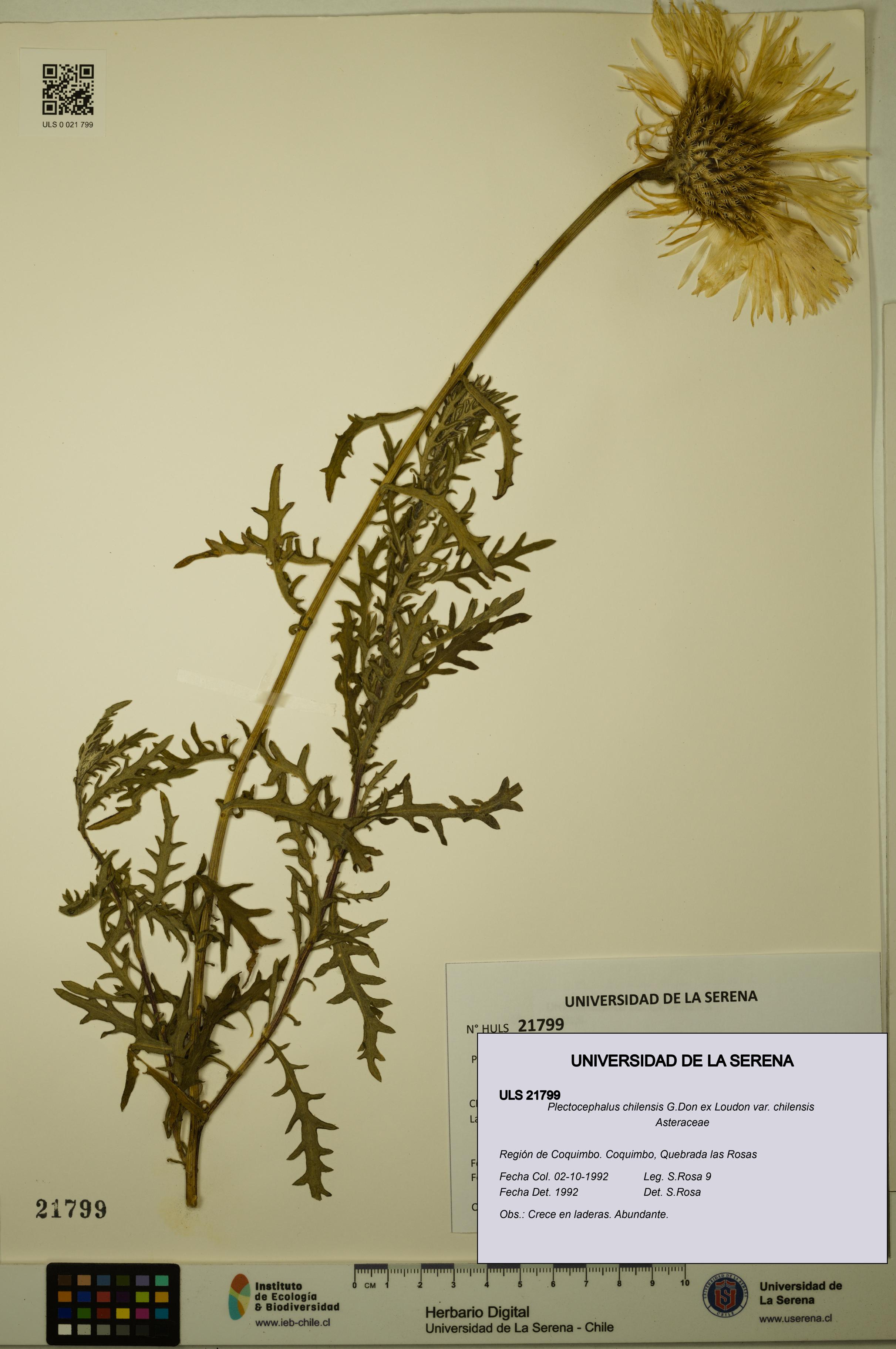 Plectocephalus chilensis var. chilensis [Espécimen: ULS:ULS:0021799]