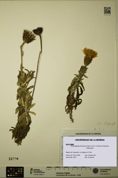 Plectocephalus floccosus [Espécimen: ULS:ULS:0021800]