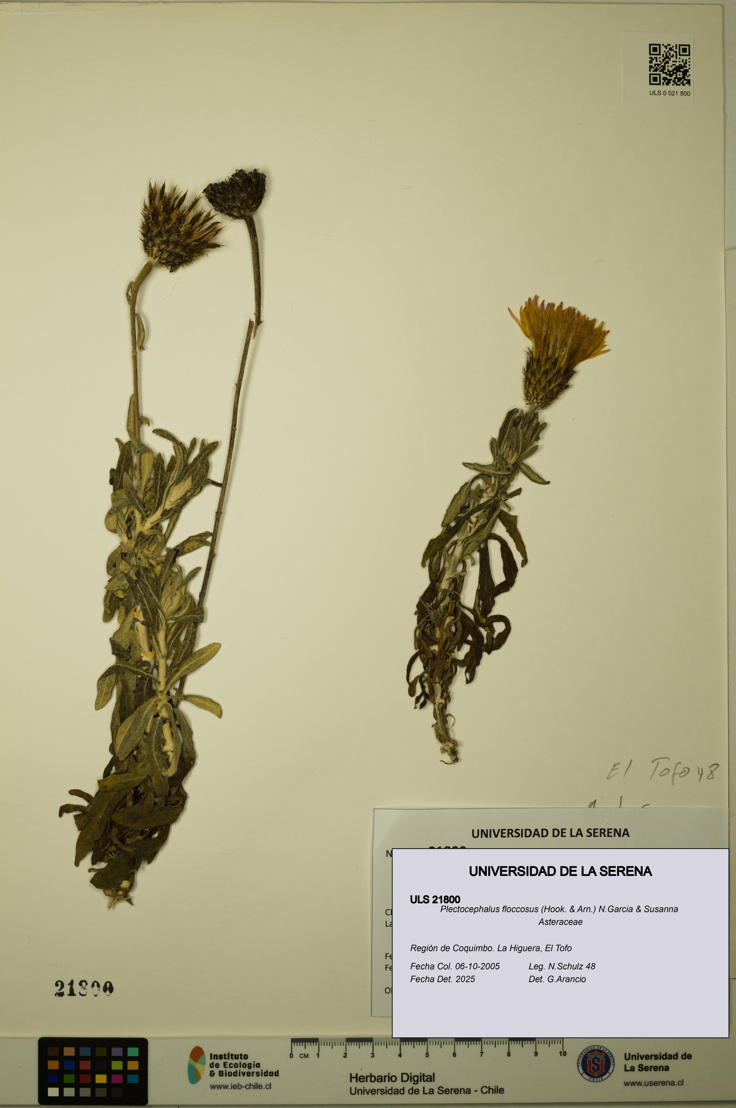 Plectocephalus floccosus [Espécimen: ULS:ULS:0021800]