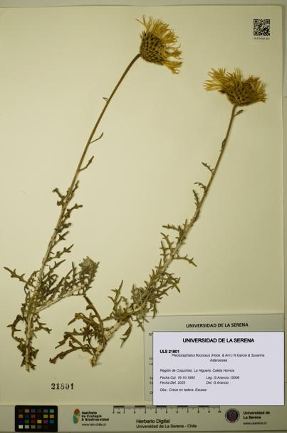 Plectocephalus floccosus [Espécimen: ULS:ULS:0021801]