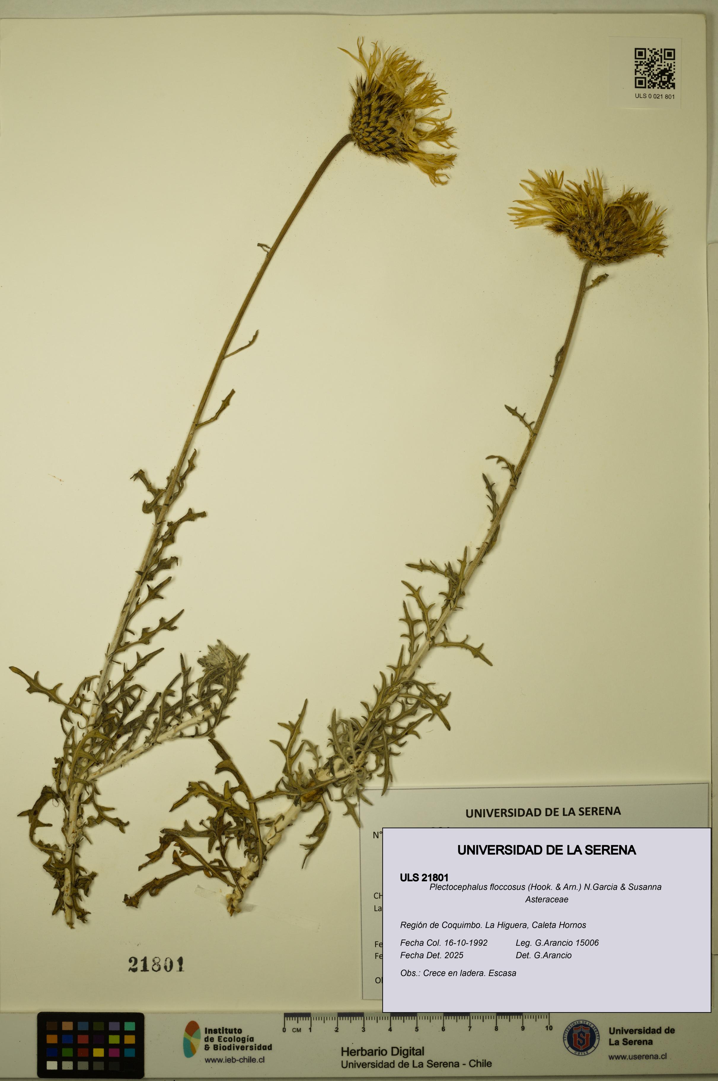 Plectocephalus floccosus [Espécimen: ULS:ULS:0021801]