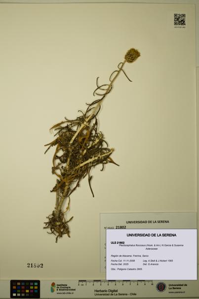 Plectocephalus floccosus [Espécimen: ULS:ULS:0021802]