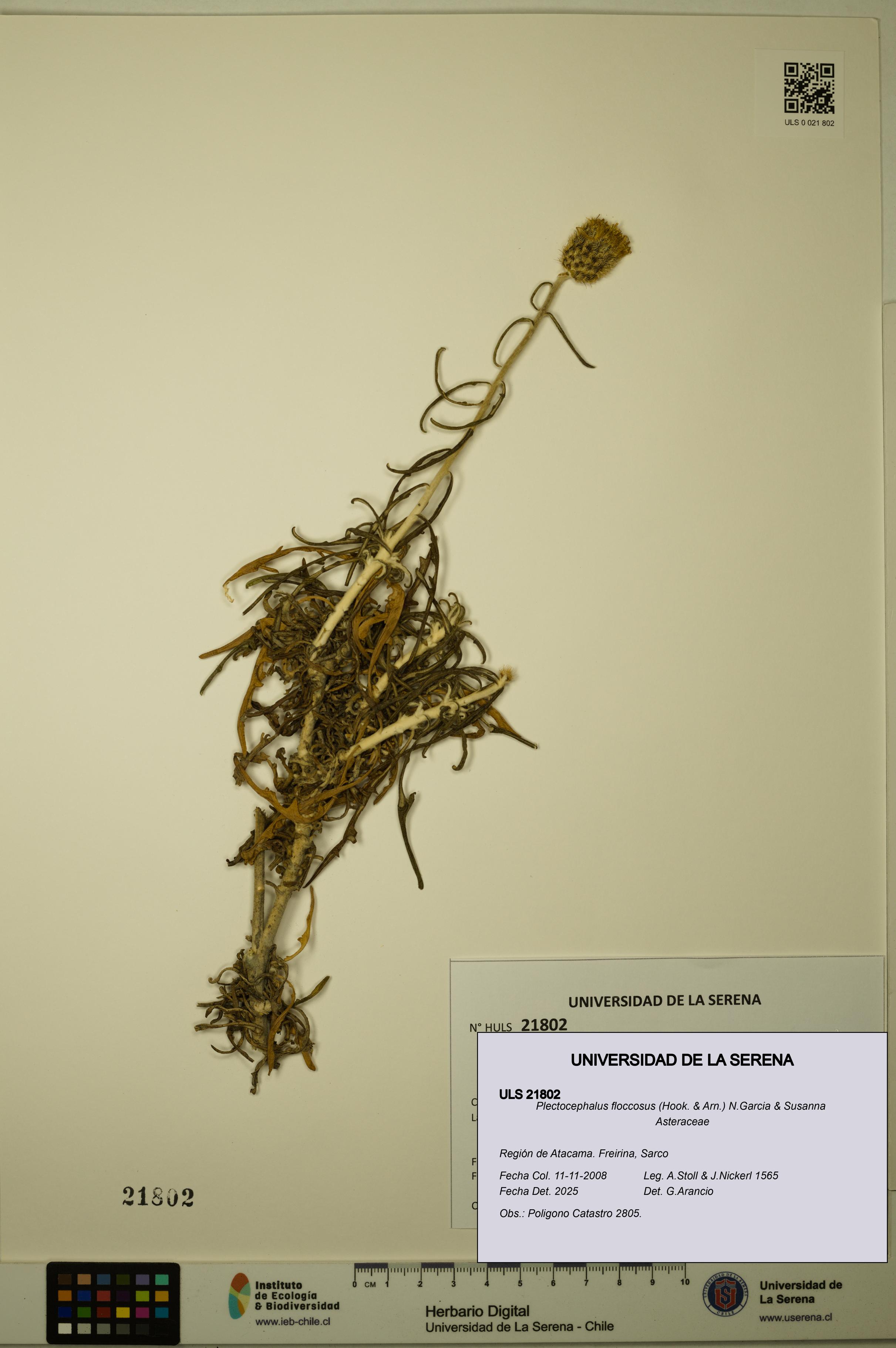 Plectocephalus floccosus [Espécimen: ULS:ULS:0021802]