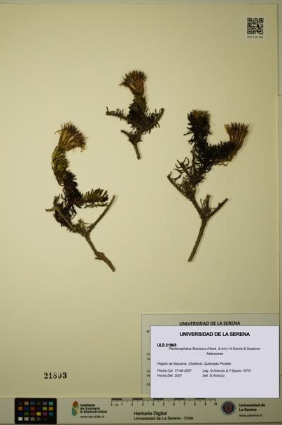 Plectocephalus floccosus [Espécimen: ULS:ULS:0021803]