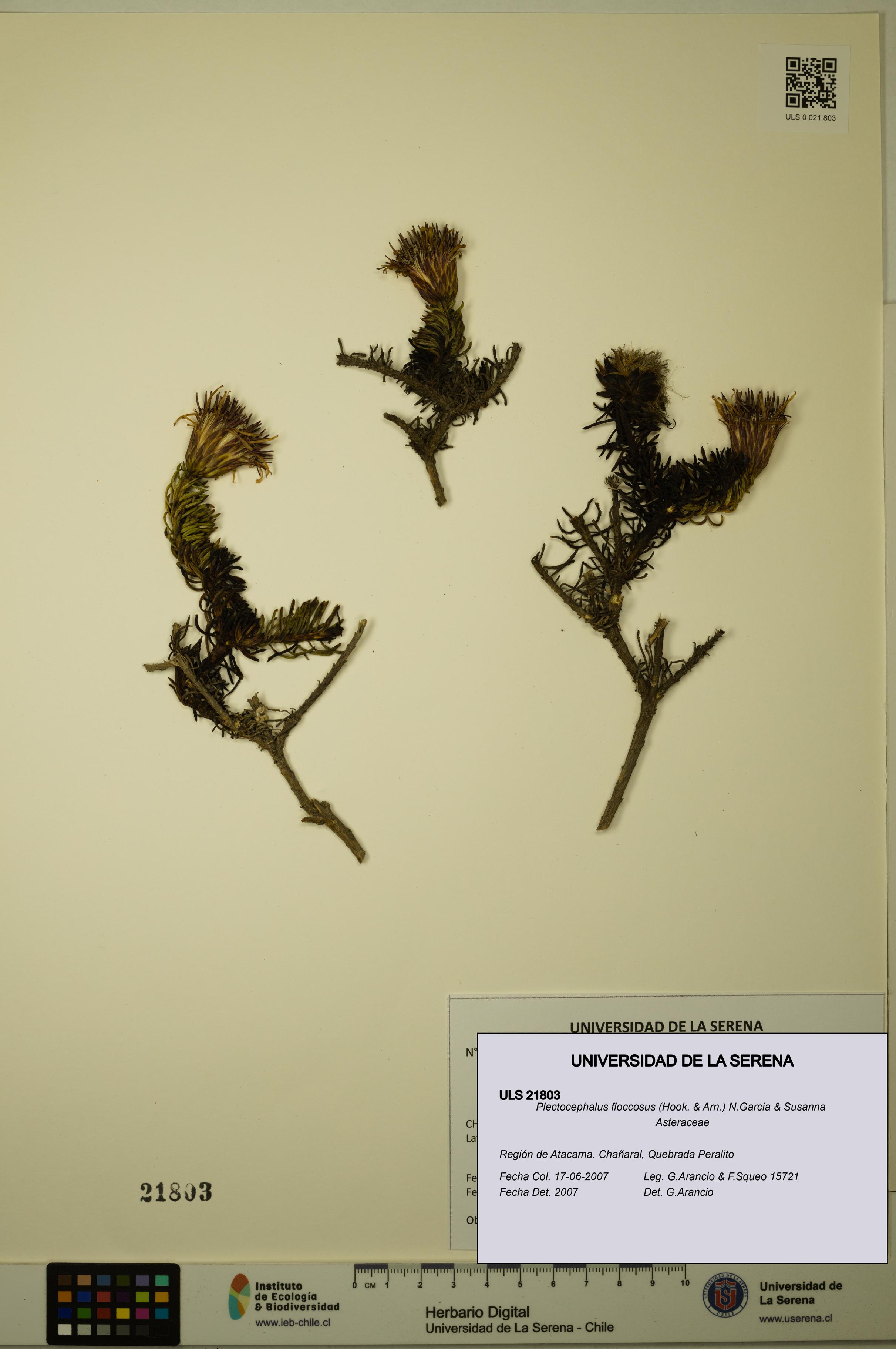 Plectocephalus floccosus [Espécimen: ULS:ULS:0021803]