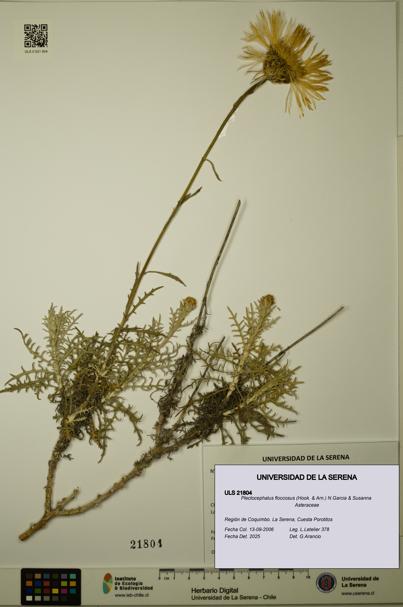Plectocephalus floccosus [Espécimen: ULS:ULS:0021804]