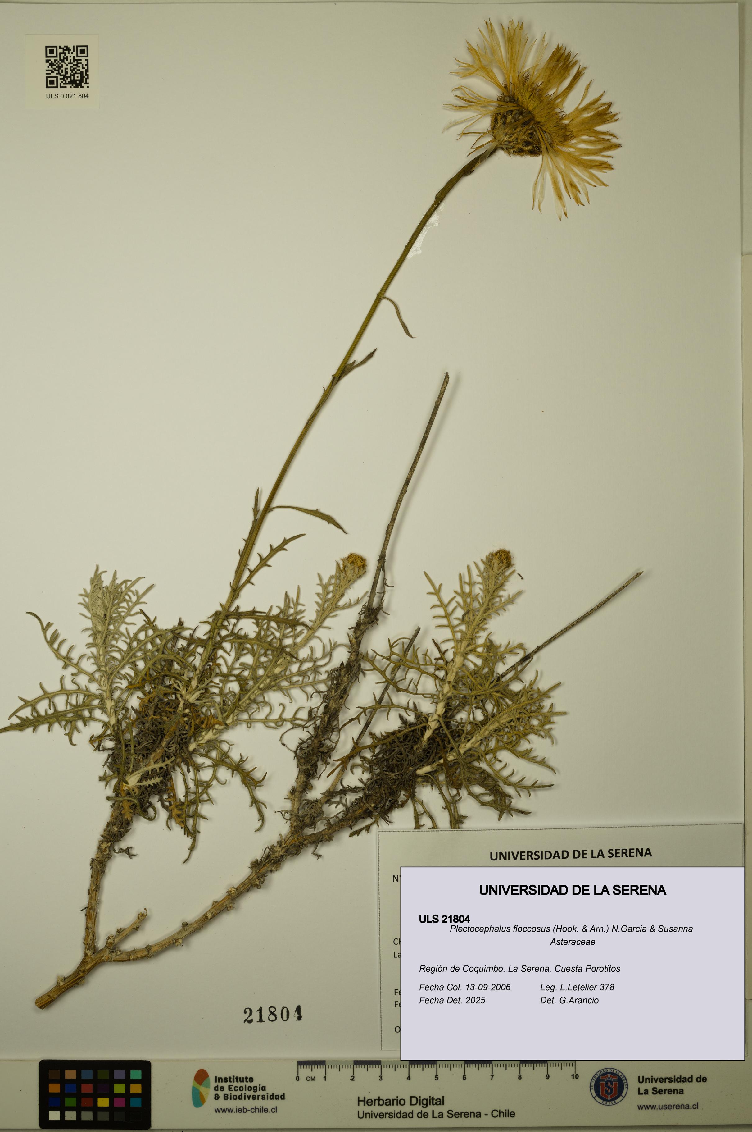 Plectocephalus floccosus [Espécimen: ULS:ULS:0021804]