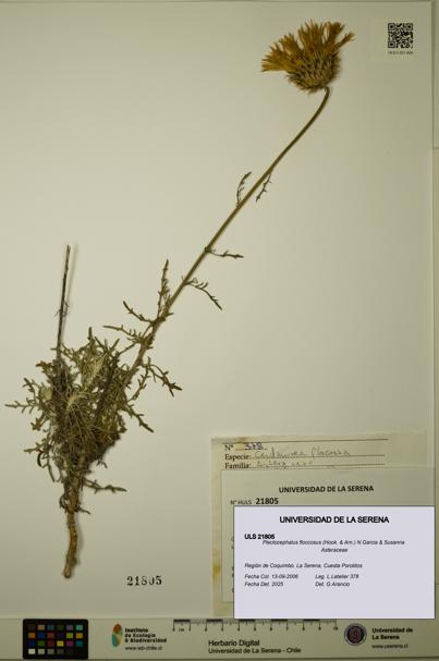 Plectocephalus floccosus [Espécimen: ULS:ULS:0021805]
