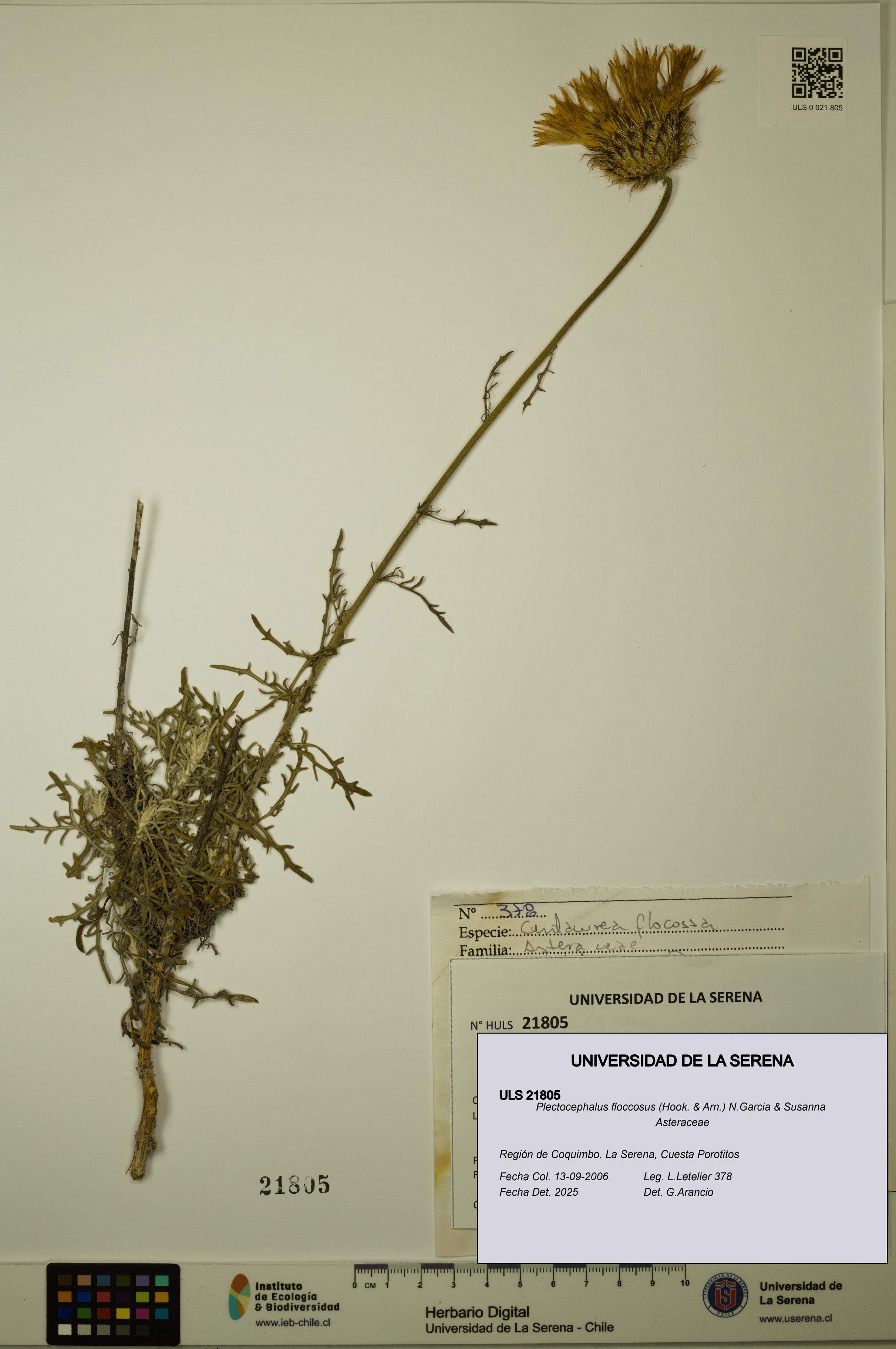 Plectocephalus floccosus [Espécimen: ULS:ULS:0021805]