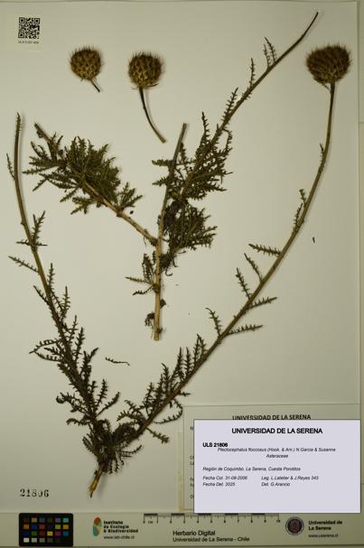 Plectocephalus floccosus [Espécimen: ULS:ULS:0021806]