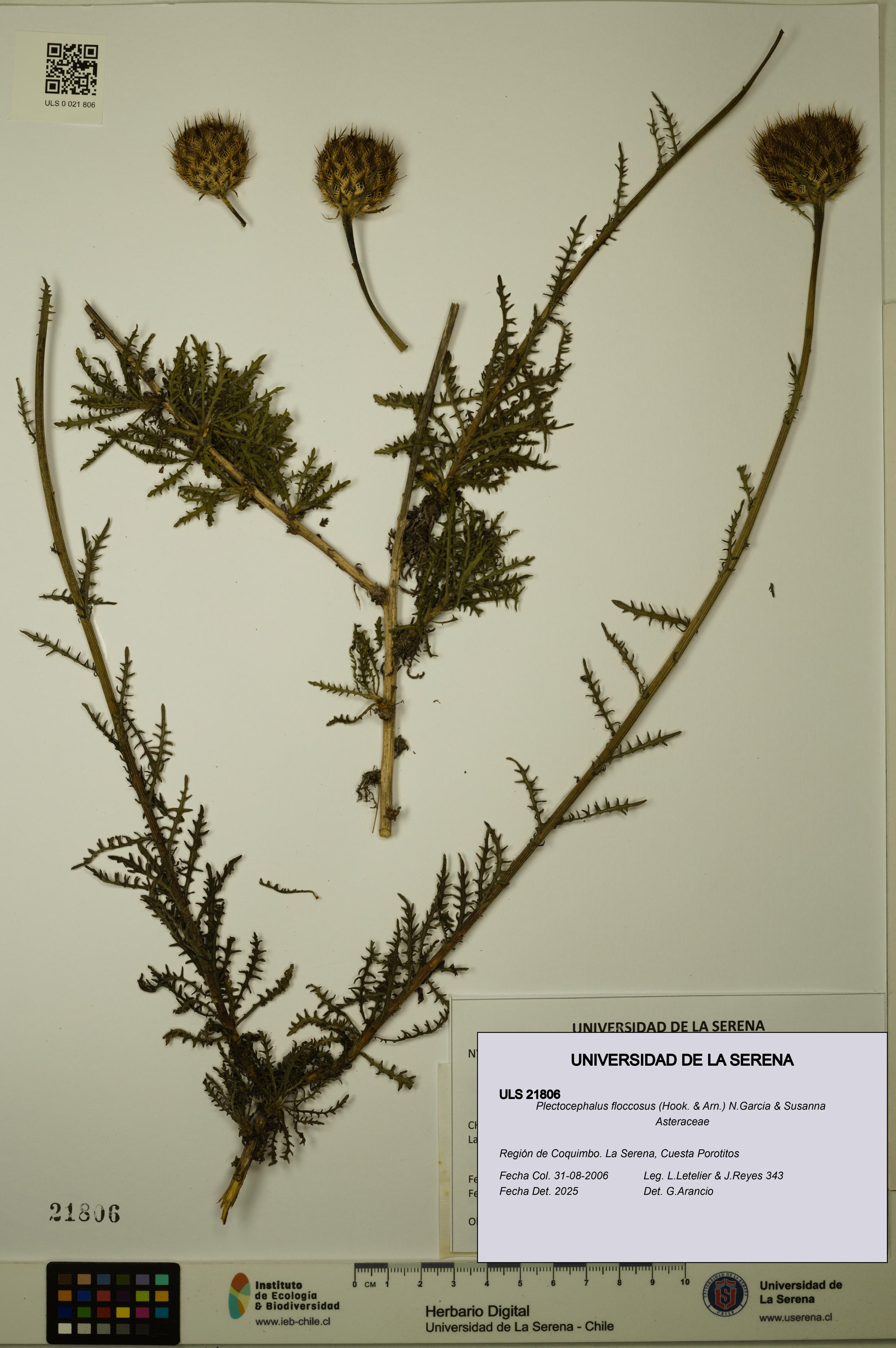 Plectocephalus floccosus [Espécimen: ULS:ULS:0021806]