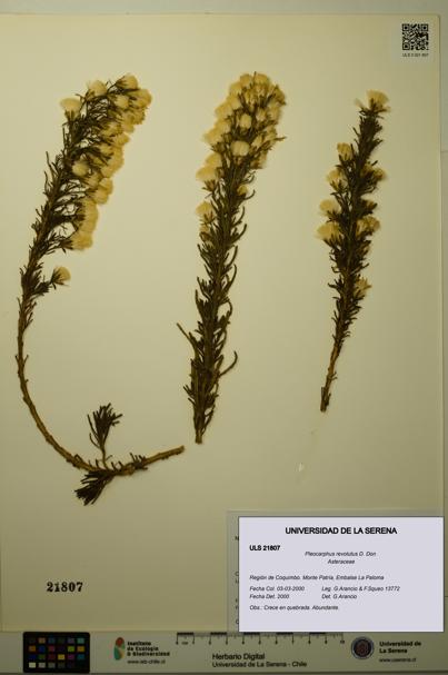 Pleocarphus revolutus [Espécimen: ULS:ULS:0021807]
