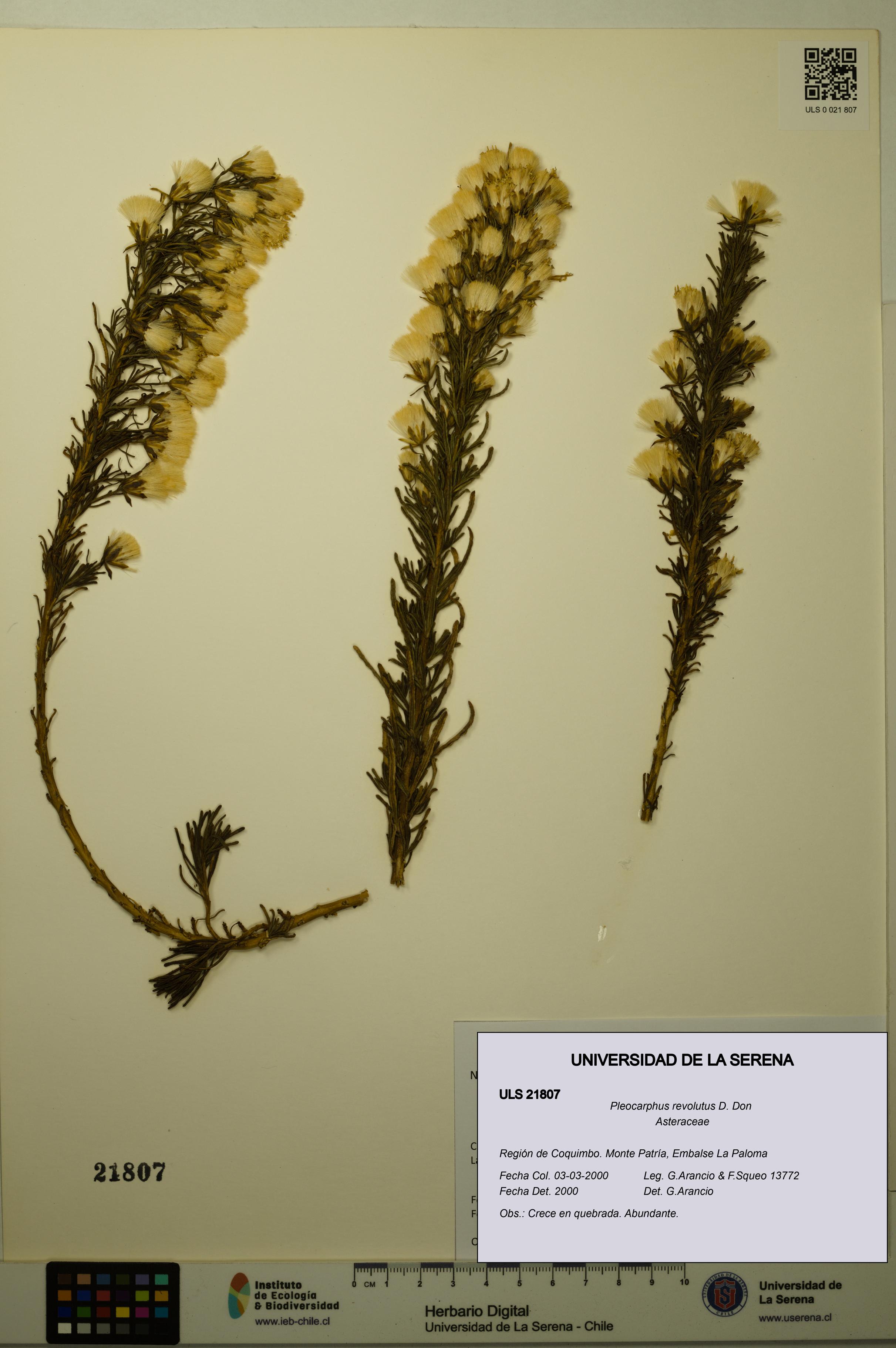 Pleocarphus revolutus [Espécimen: ULS:ULS:0021807]