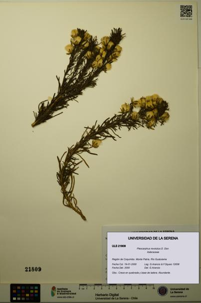 Pleocarphus revolutus [Espécimen: ULS:ULS:0021809]