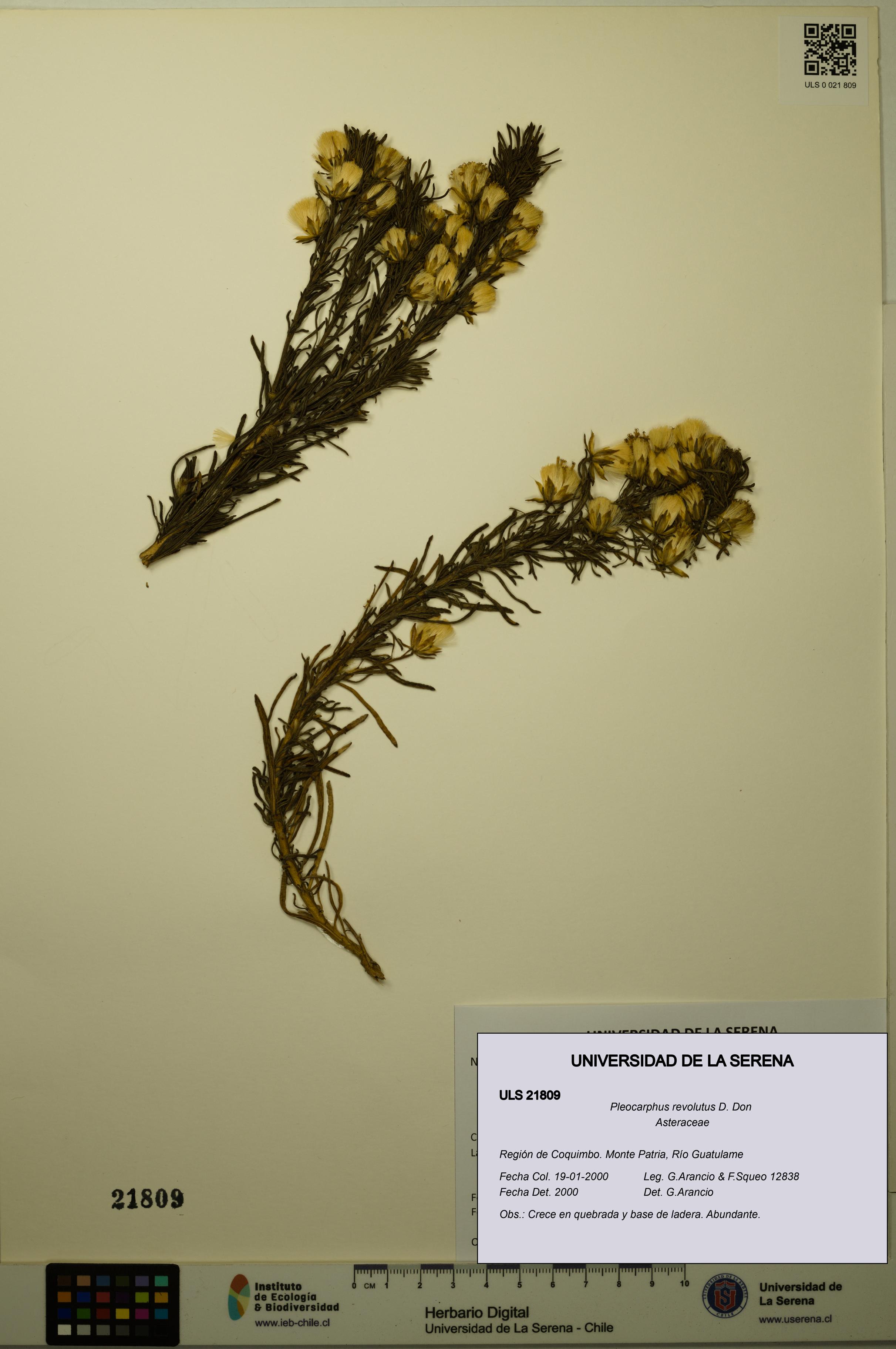 Pleocarphus revolutus [Espécimen: ULS:ULS:0021809]