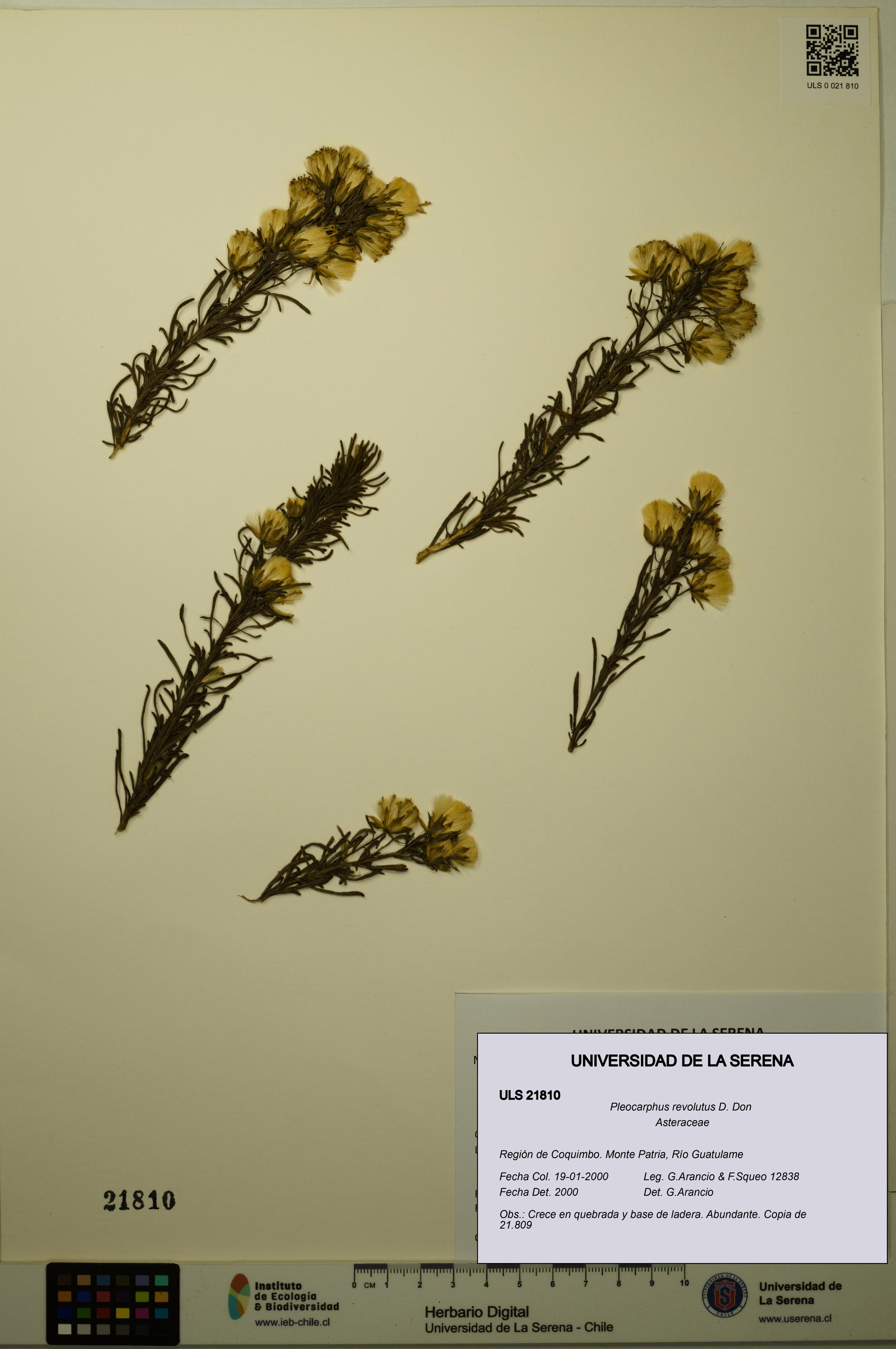 Pleocarphus revolutus [Espécimen: ULS:ULS:0021810]