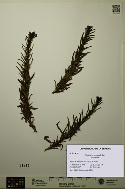 Pleocarphus revolutus [Espécimen: ULS:ULS:0021811]
