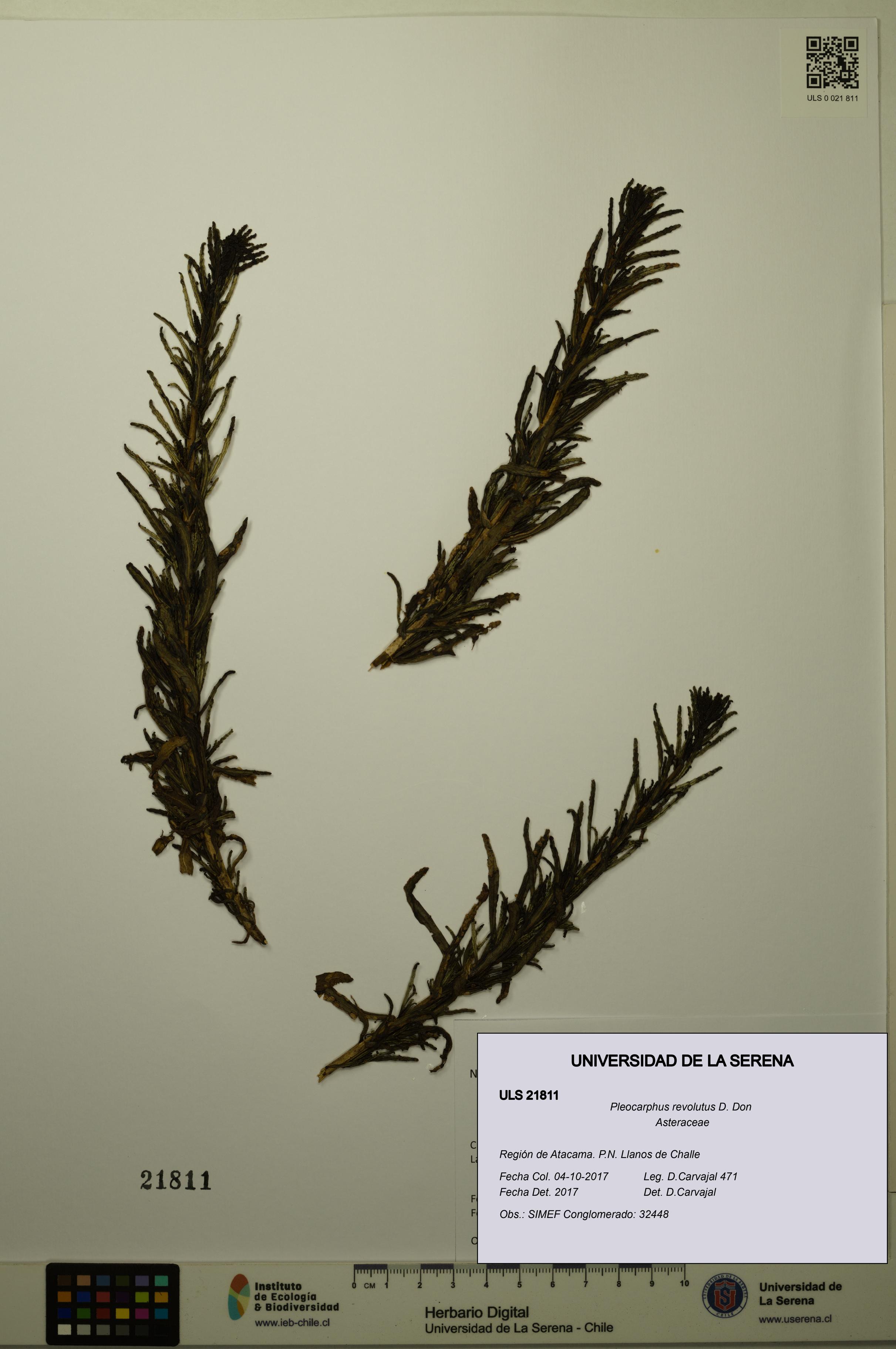 Pleocarphus revolutus [Espécimen: ULS:ULS:0021811]
