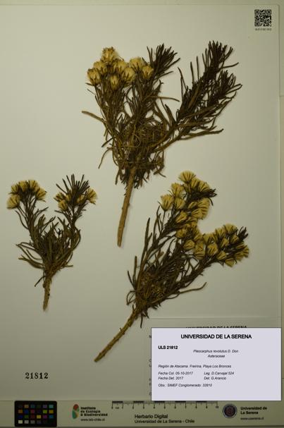 Pleocarphus revolutus [Espécimen: ULS:ULS:0021812]