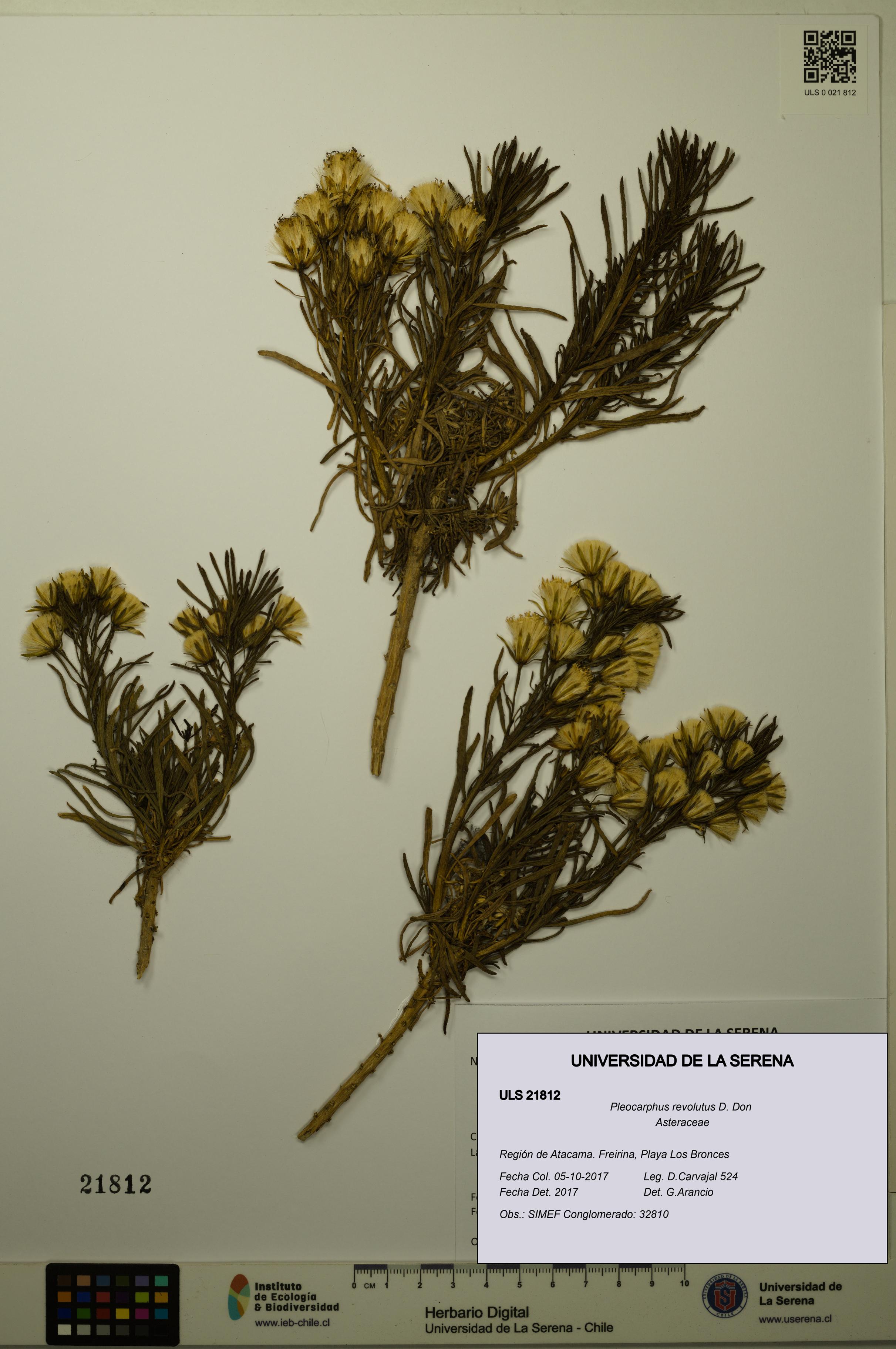 Pleocarphus revolutus [Espécimen: ULS:ULS:0021812]