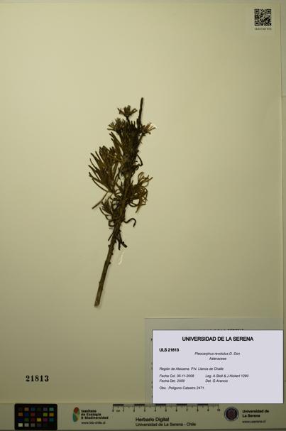 Pleocarphus revolutus [Espécimen: ULS:ULS:0021813]
