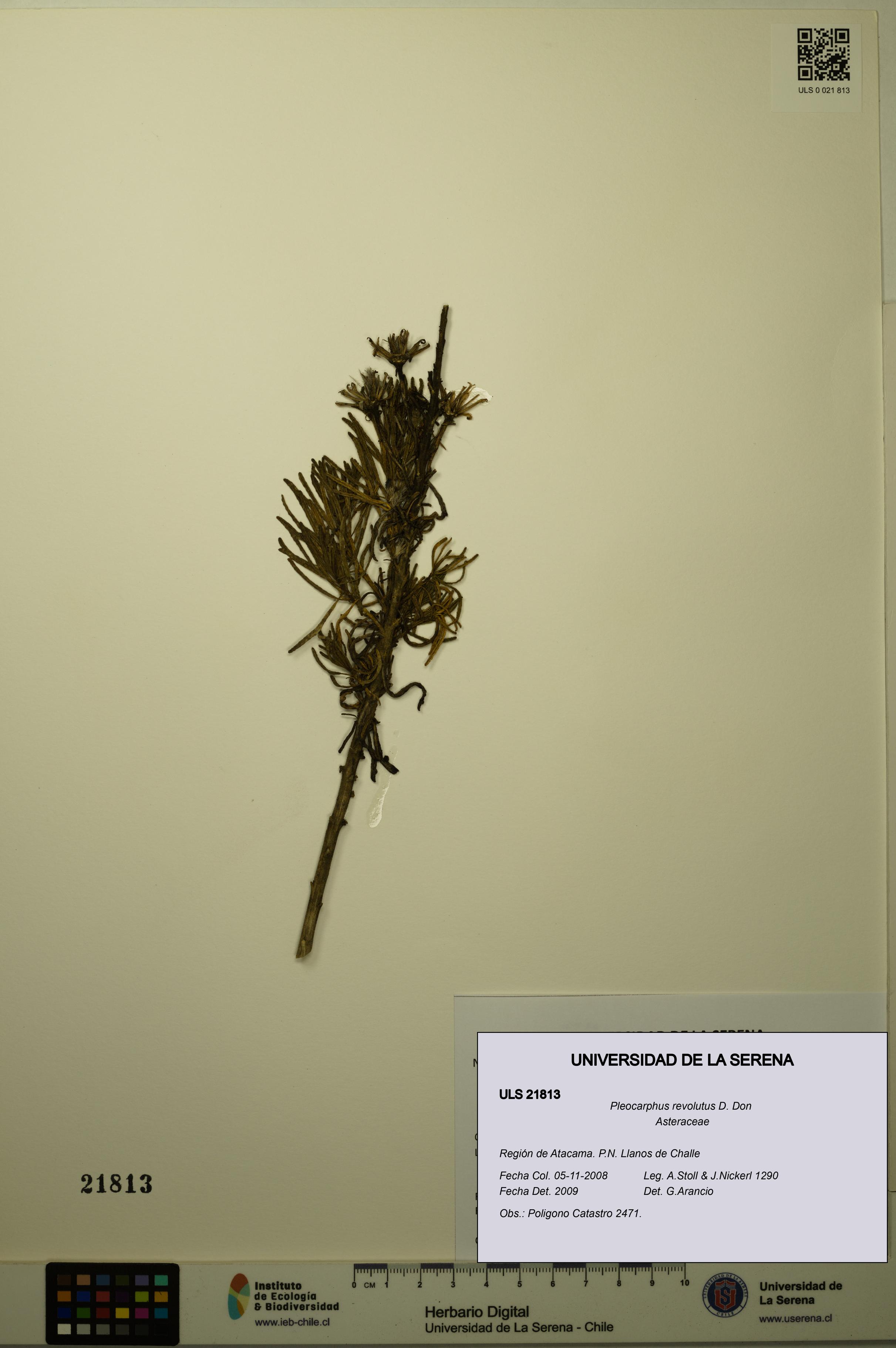 Pleocarphus revolutus [Espécimen: ULS:ULS:0021813]