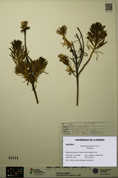 Pleocarphus revolutus [Espécimen: ULS:ULS:0021814]