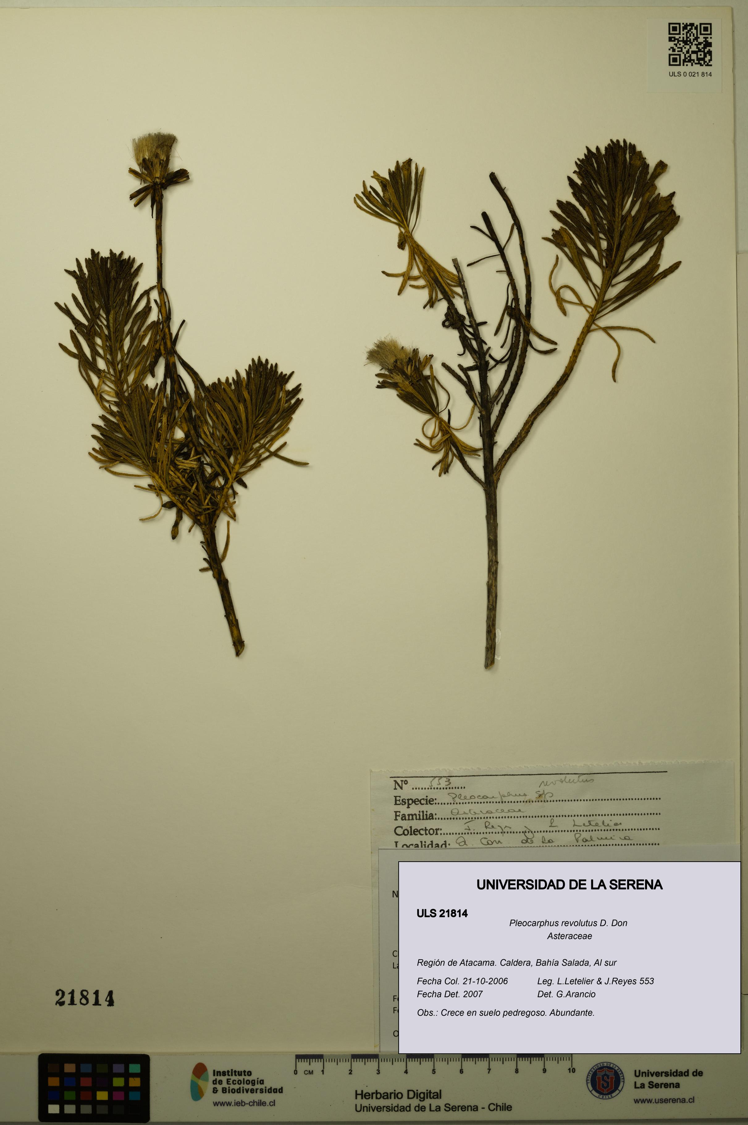 Pleocarphus revolutus [Espécimen: ULS:ULS:0021814]