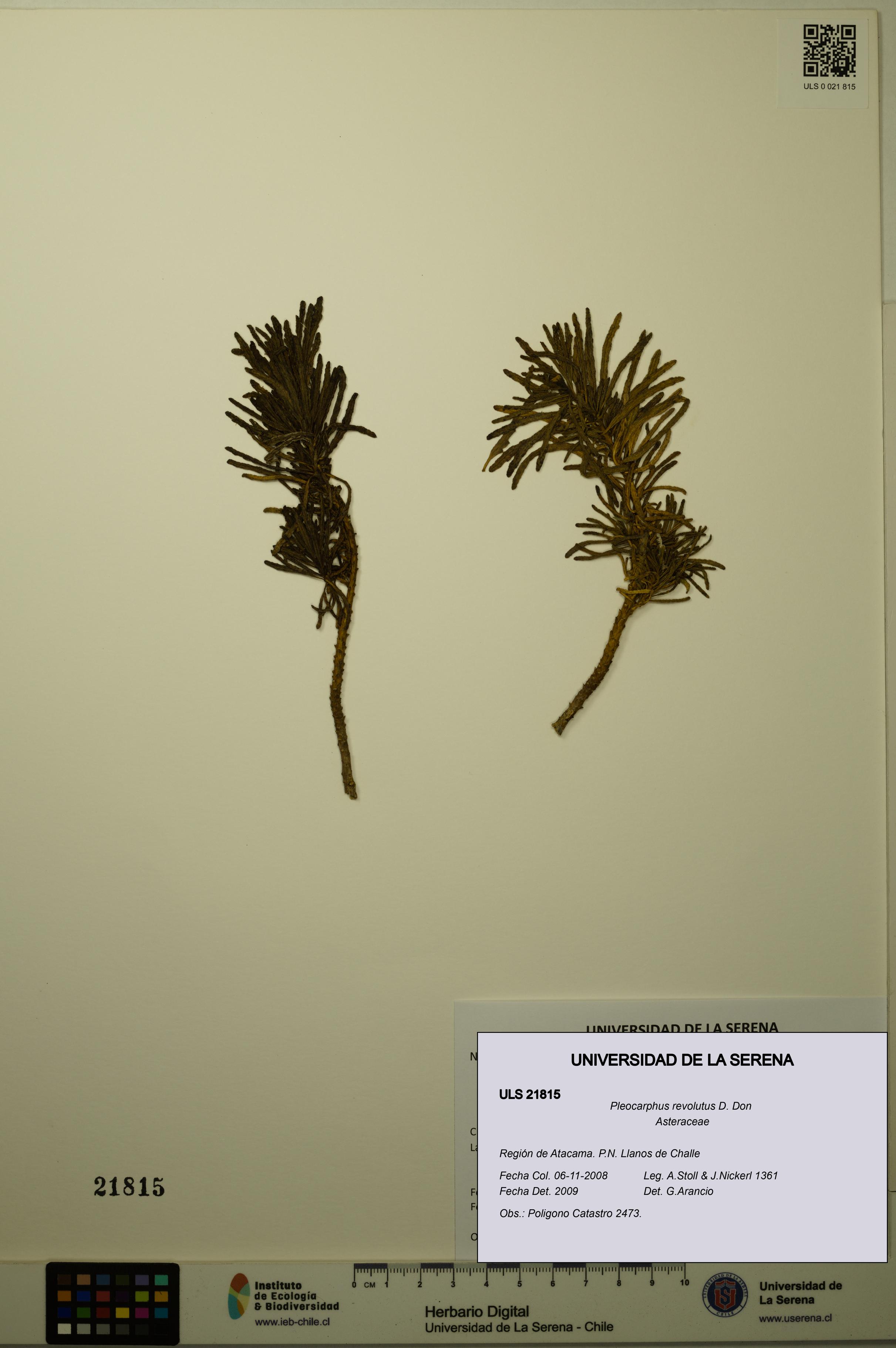 Pleocarphus revolutus [Espécimen: ULS:ULS:0021815]