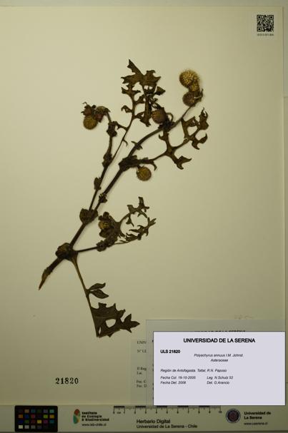 Polyachyrus annuus [Espécimen: ULS:ULS:0021820]
