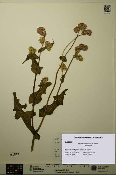 Polyachyrus annuus [Espécimen: ULS:ULS:0021821]