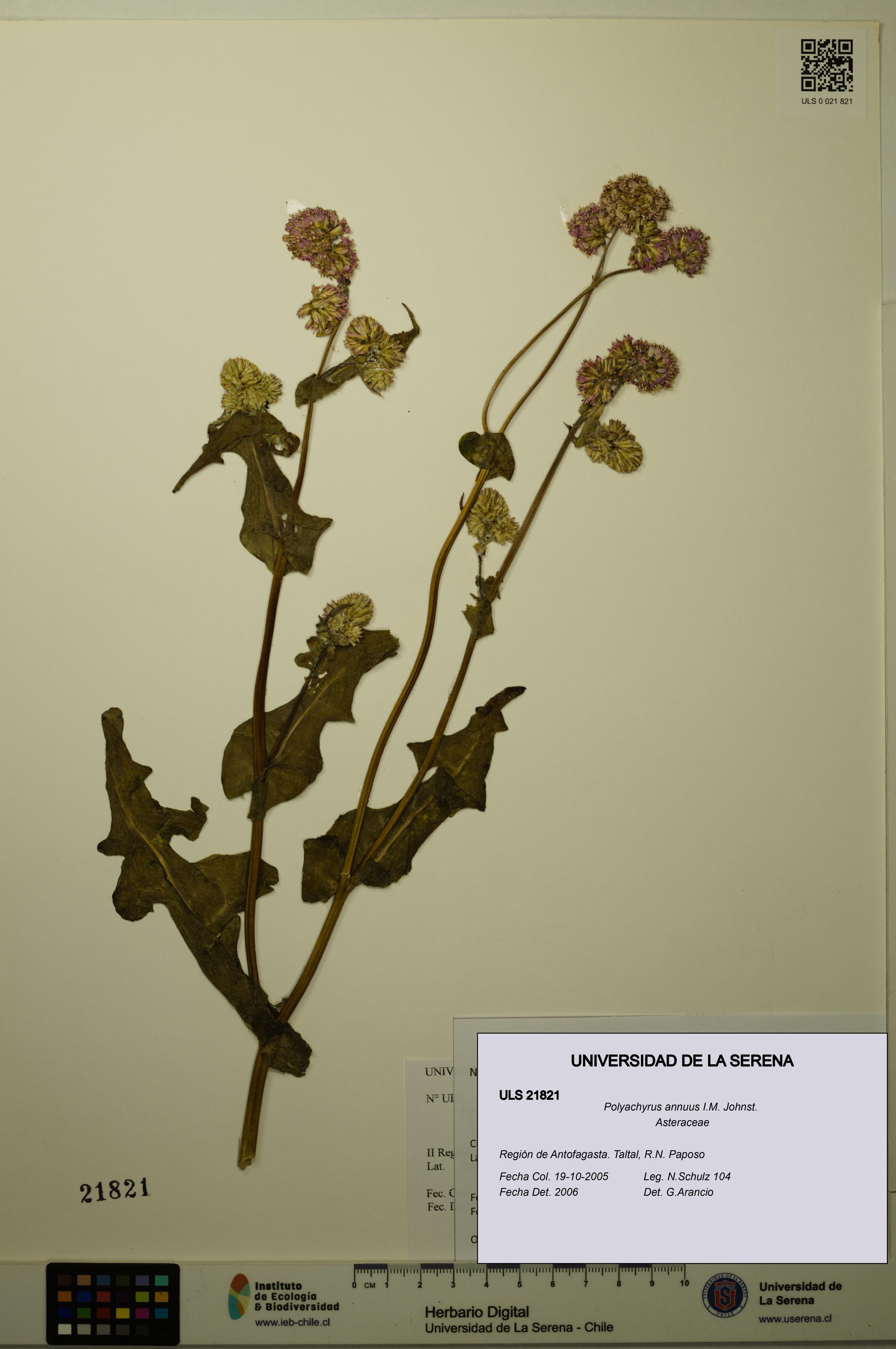 Polyachyrus annuus [Espécimen: ULS:ULS:0021821]