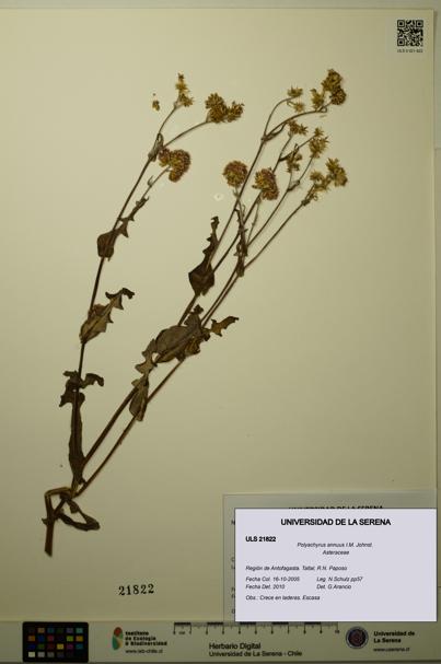 Polyachyrus annuus [Espécimen: ULS:ULS:0021822]