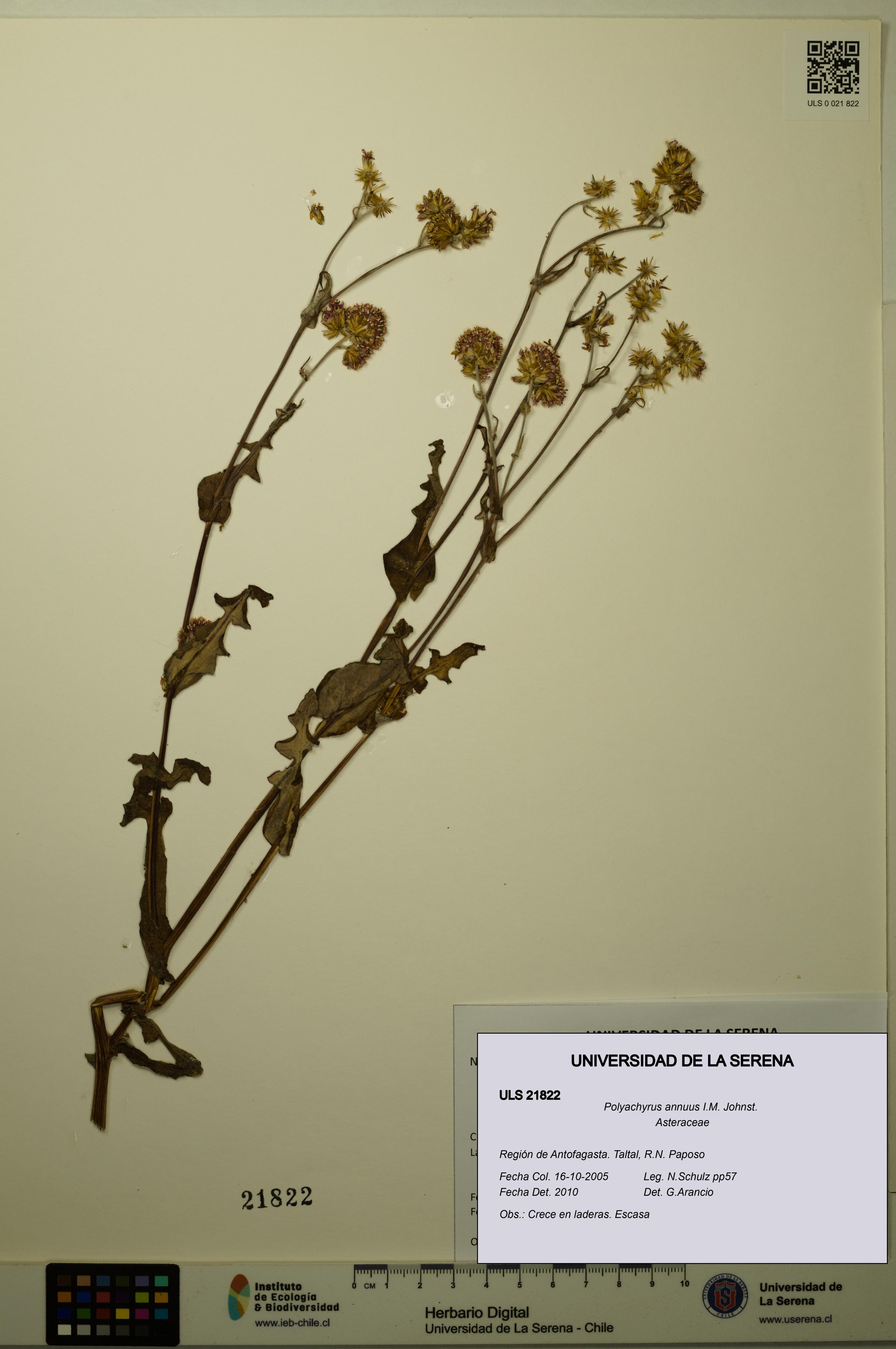 Polyachyrus annuus [Espécimen: ULS:ULS:0021822]
