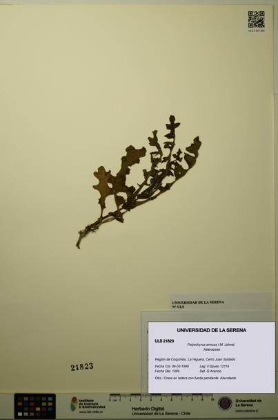 Polyachyrus annuus [Espécimen: ULS:ULS:0021823]