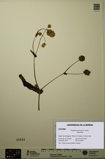 Polyachyrus annuus [Espécimen: ULS:ULS:0021824]
