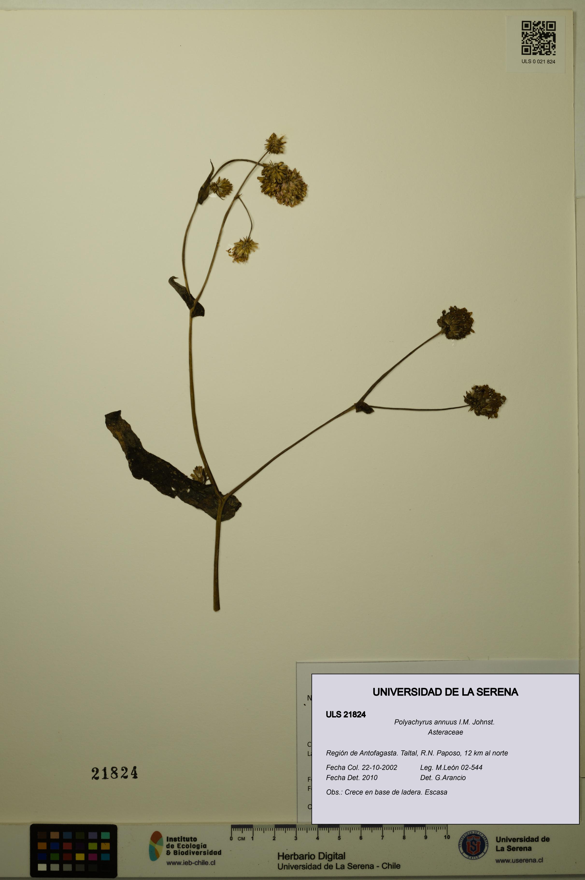 Polyachyrus annuus [Espécimen: ULS:ULS:0021824]
