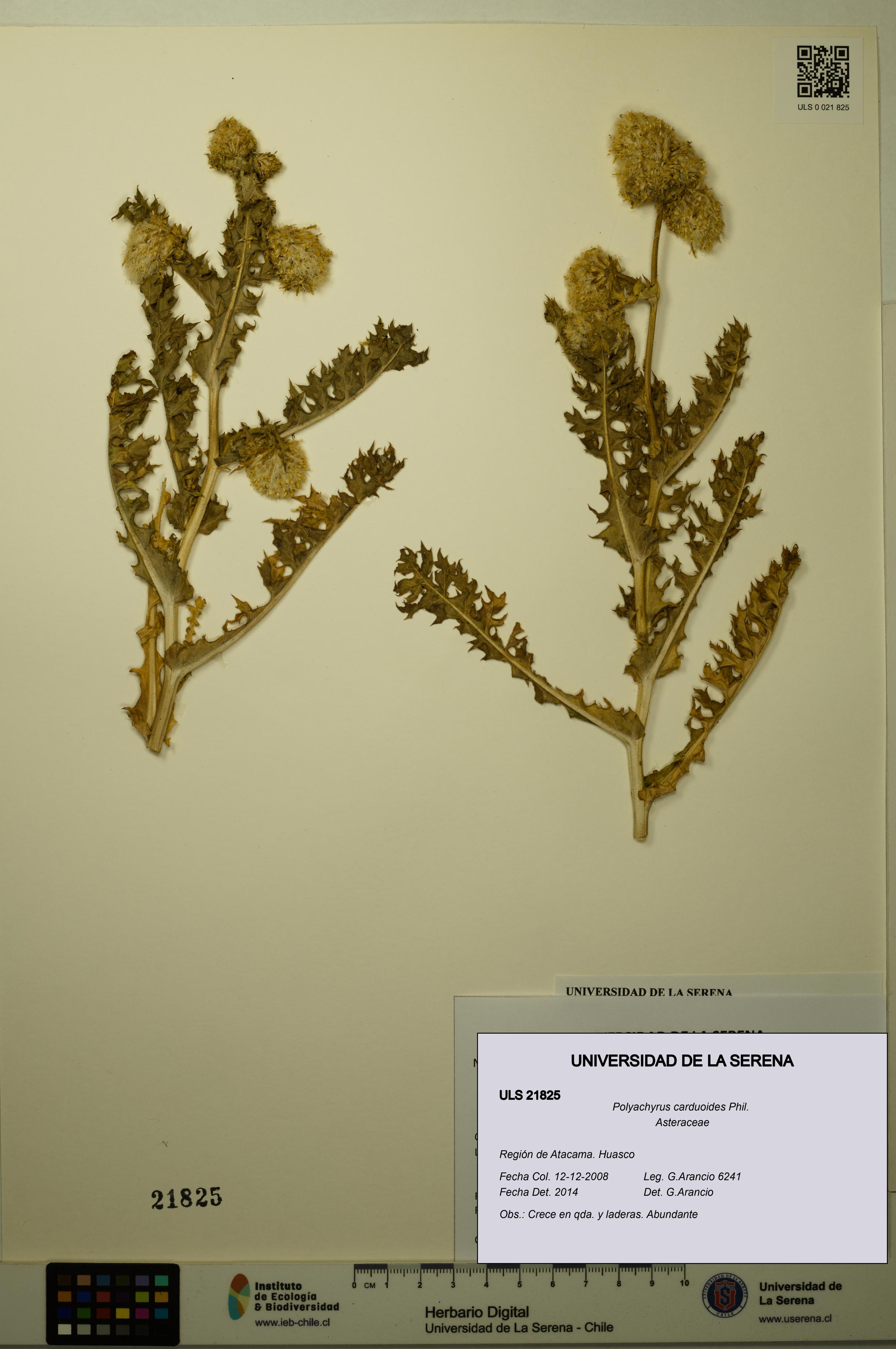 Polyachyrus carduoides [Espécimen: ULS:ULS:0021825]