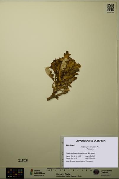 Polyachyrus carduoides [Espécimen: ULS:ULS:0021826]