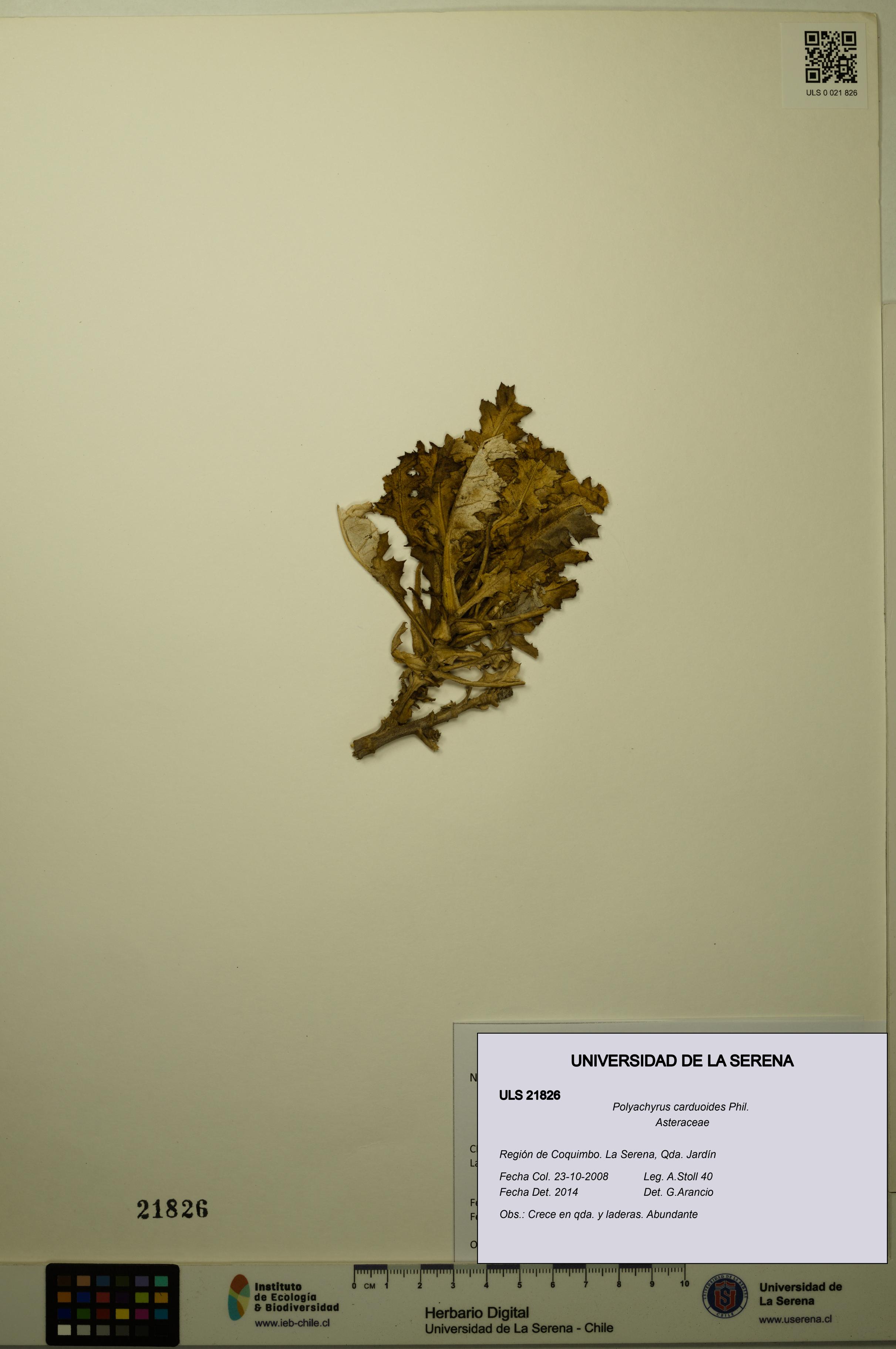 Polyachyrus carduoides [Espécimen: ULS:ULS:0021826]