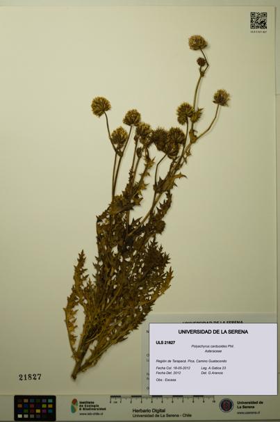 Polyachyrus carduoides [Espécimen: ULS:ULS:0021827]