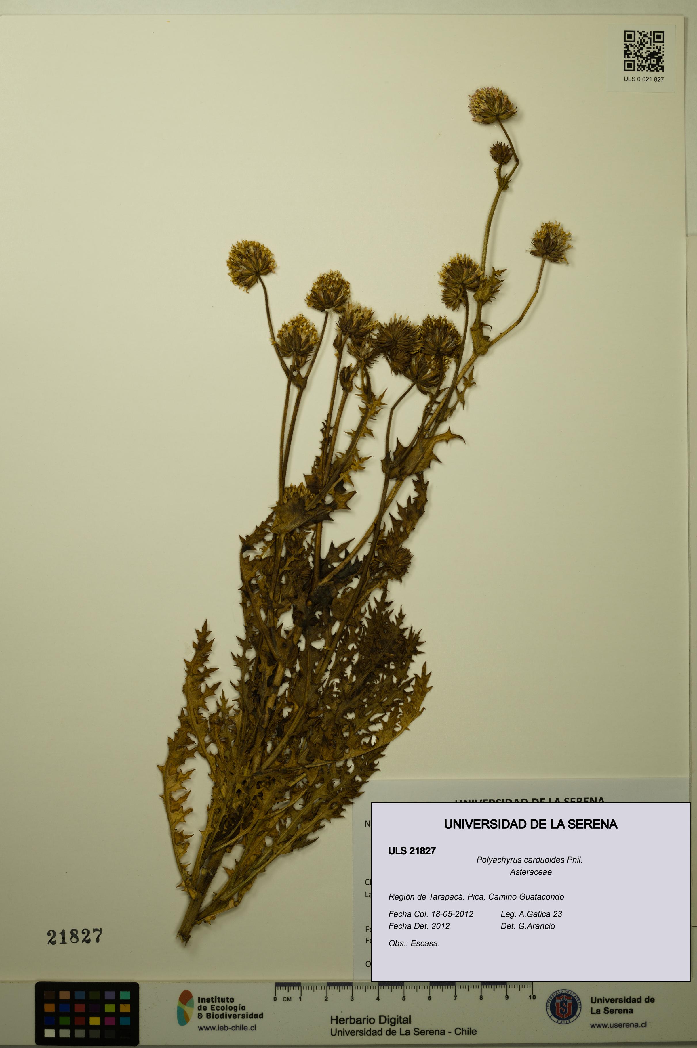 Polyachyrus carduoides [Espécimen: ULS:ULS:0021827]