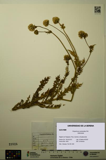 Polyachyrus carduoides [Espécimen: ULS:ULS:0021828]