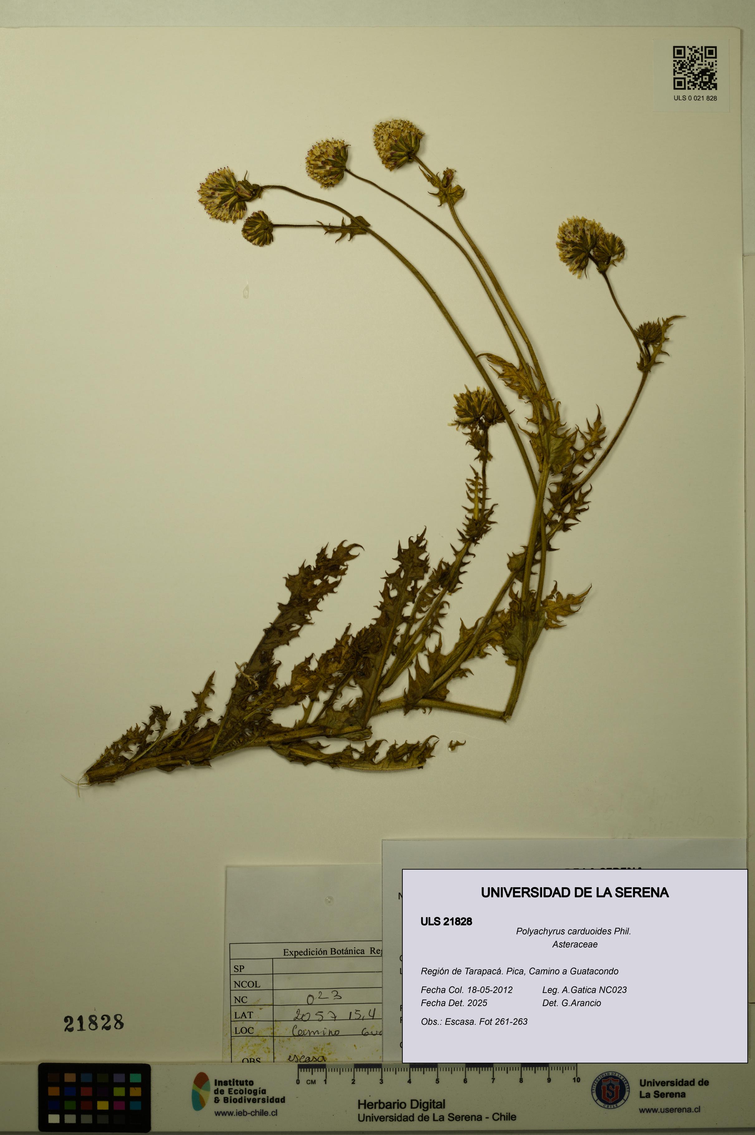 Polyachyrus carduoides [Espécimen: ULS:ULS:0021828]