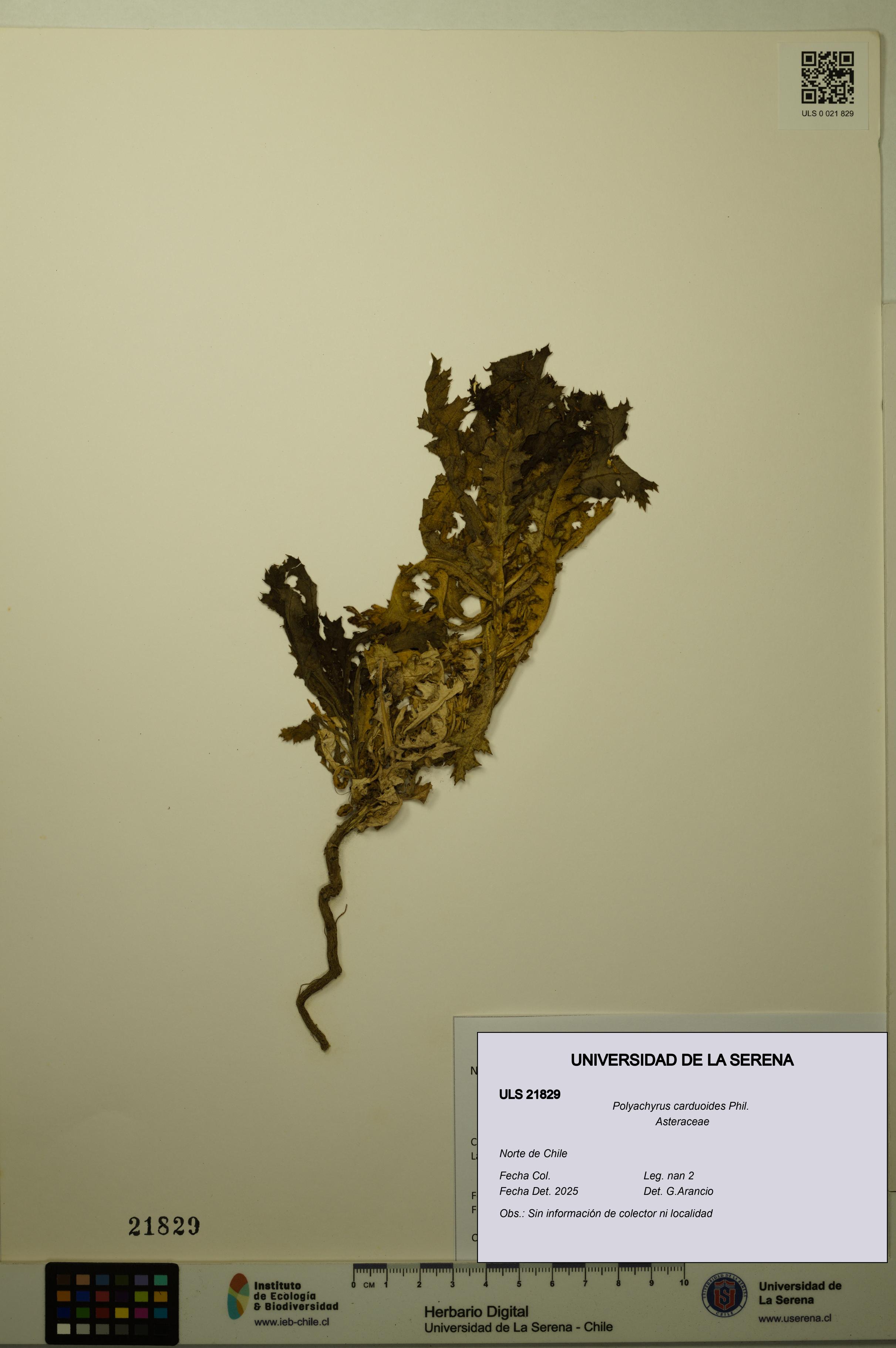 Polyachyrus carduoides [Espécimen: ULS:ULS:0021829]