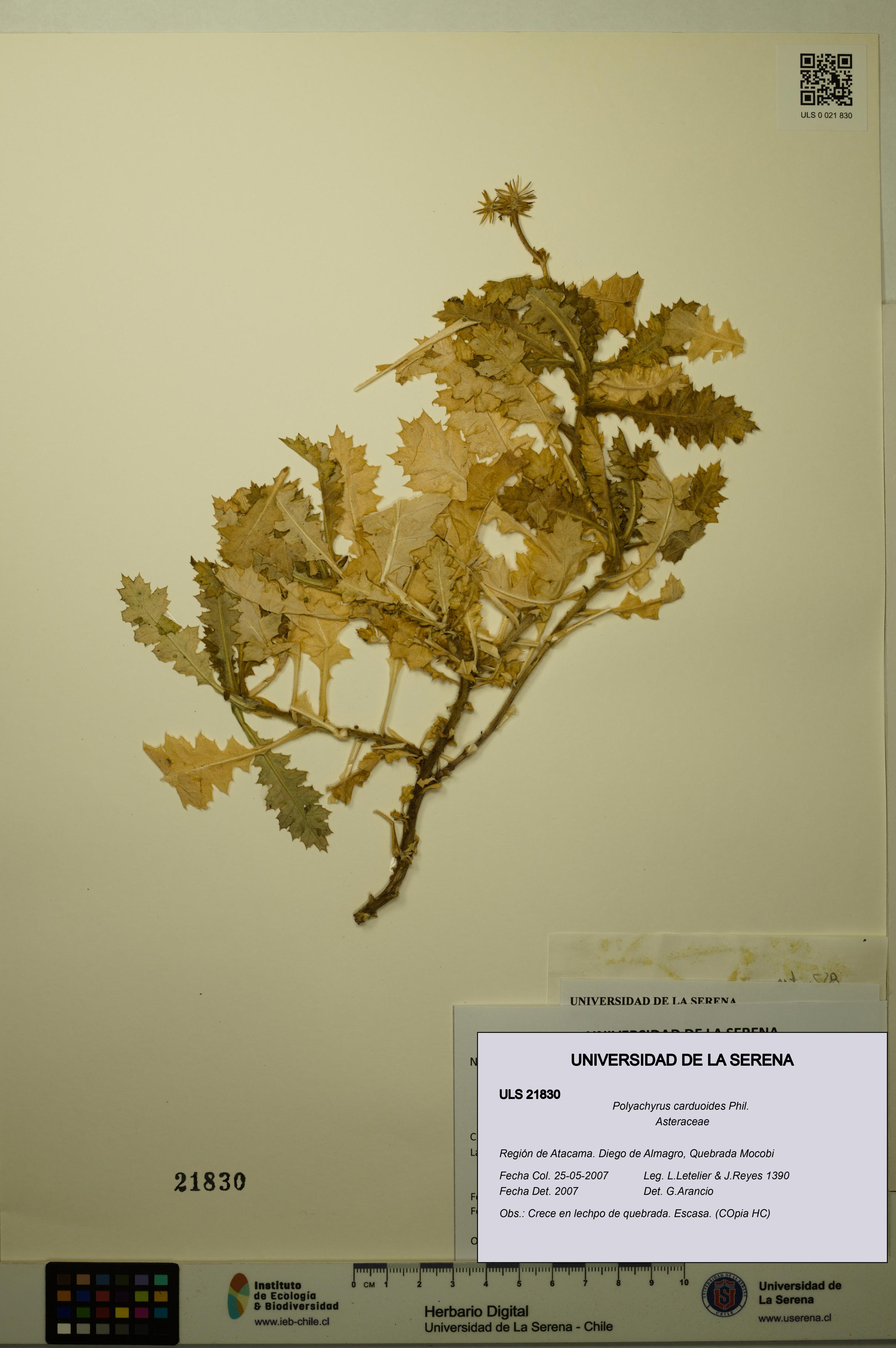 Polyachyrus carduoides [Espécimen: ULS:ULS:0021830]