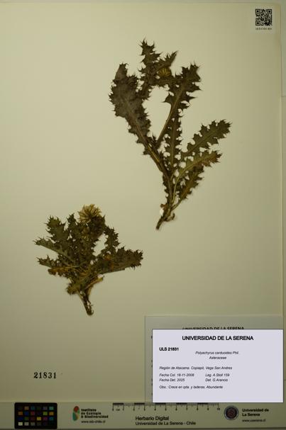 Polyachyrus carduoides [Espécimen: ULS:ULS:0021831]